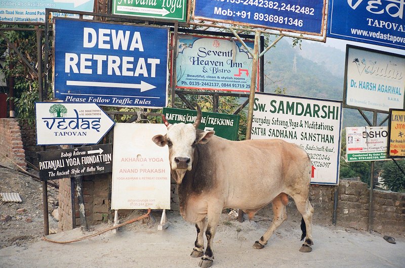 In Rishikesh cows roam the streets freely.