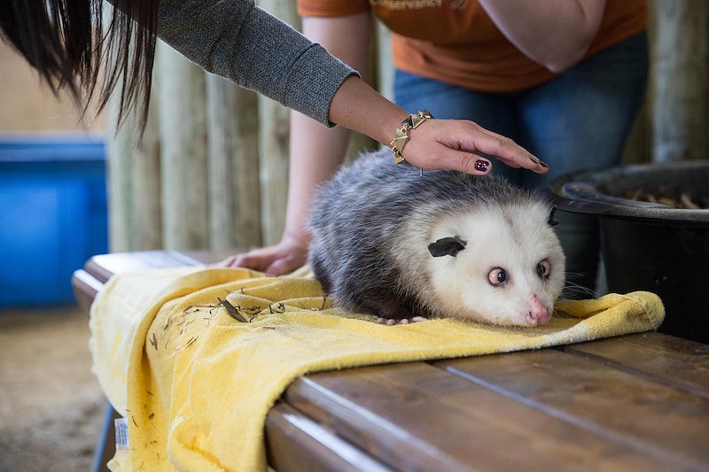 An old, fat, cross-eyed opossum.