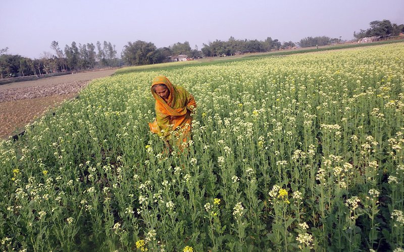 Women like Fatema Begum, a widow from a rural village in Bangladesh, now have access to new rice varieties and other crops.