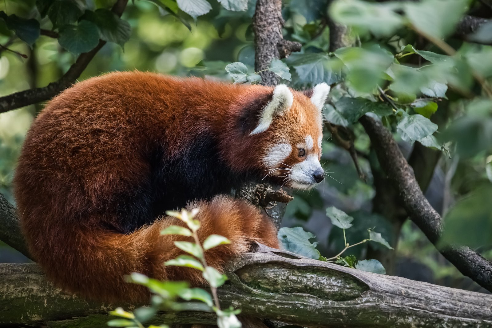 Red panda. Photo: Christian Krumbholz/Pexels.com