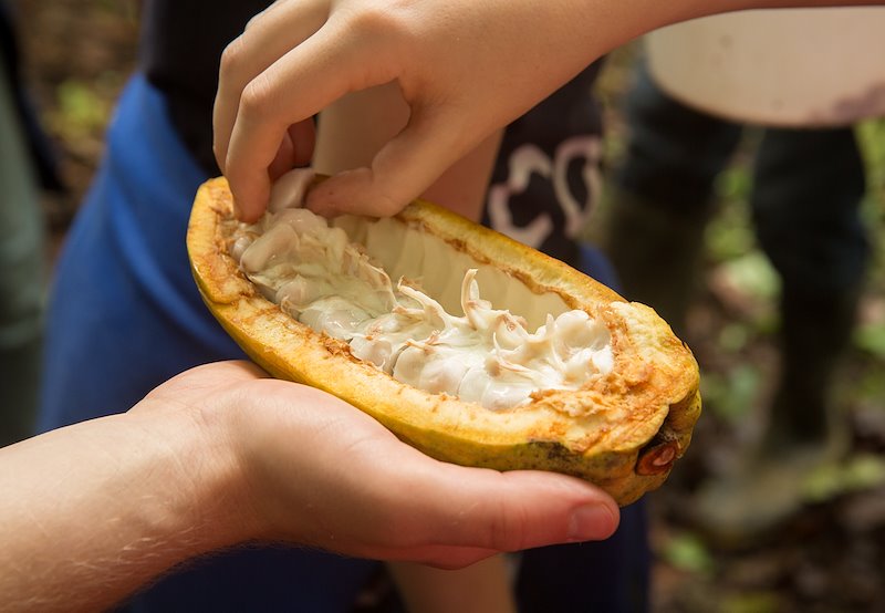 Students taste the pulp surrounding the cocoa beans.