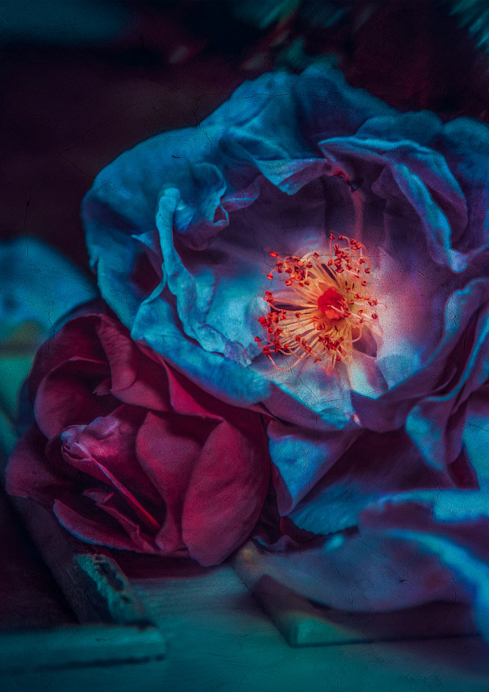 'Blue Roses @ Twin Peaks Studios' by Cristina Schek