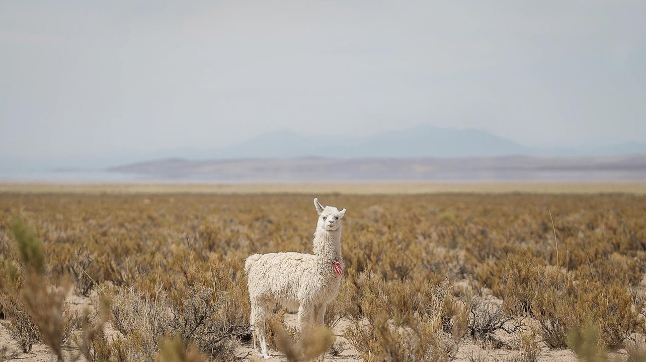 A photo in this story