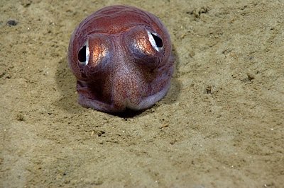 Credit: NOAA Okeanos Explorer Program, 2013 Northeast U.S.