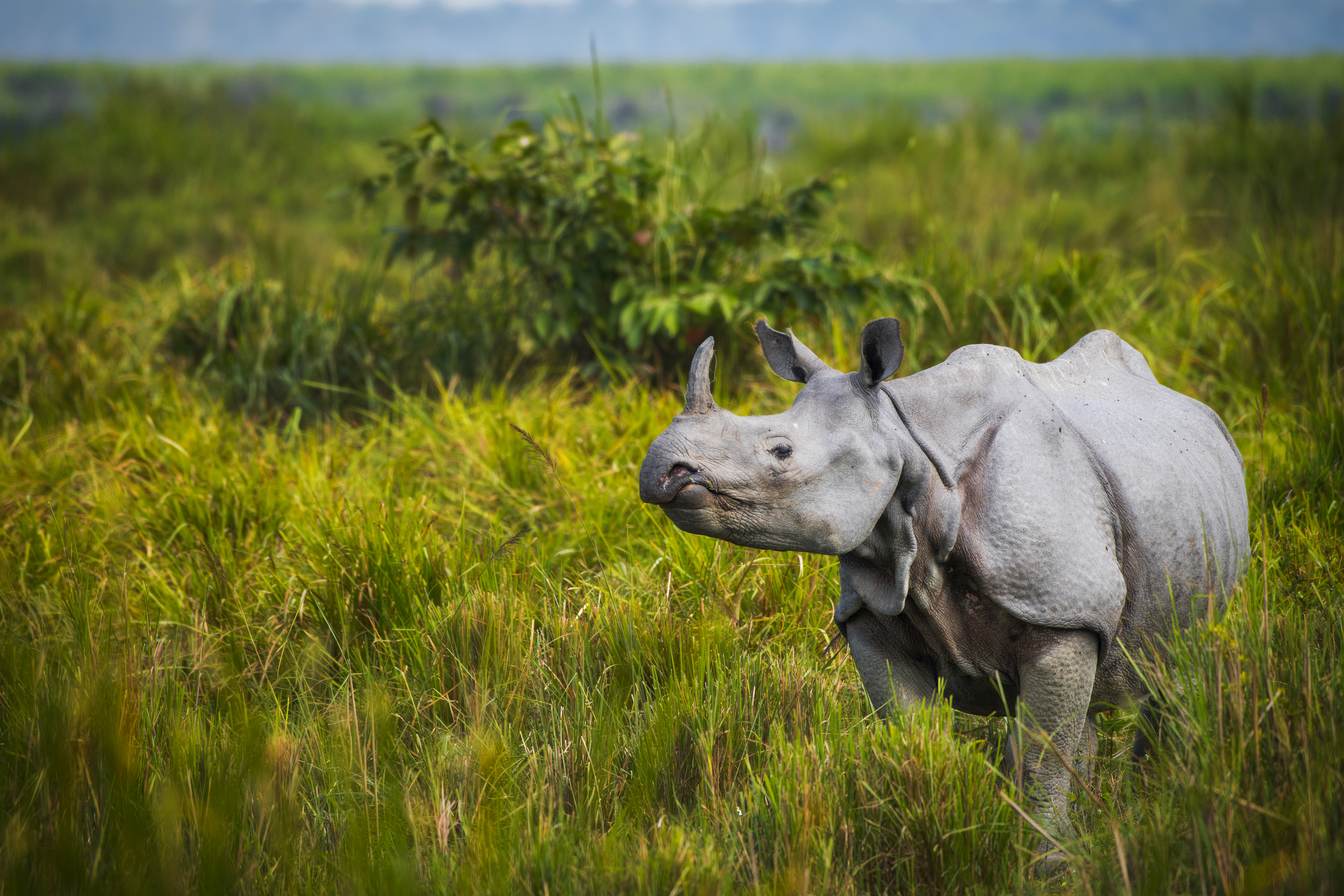 Kaziranga - A tale of two species