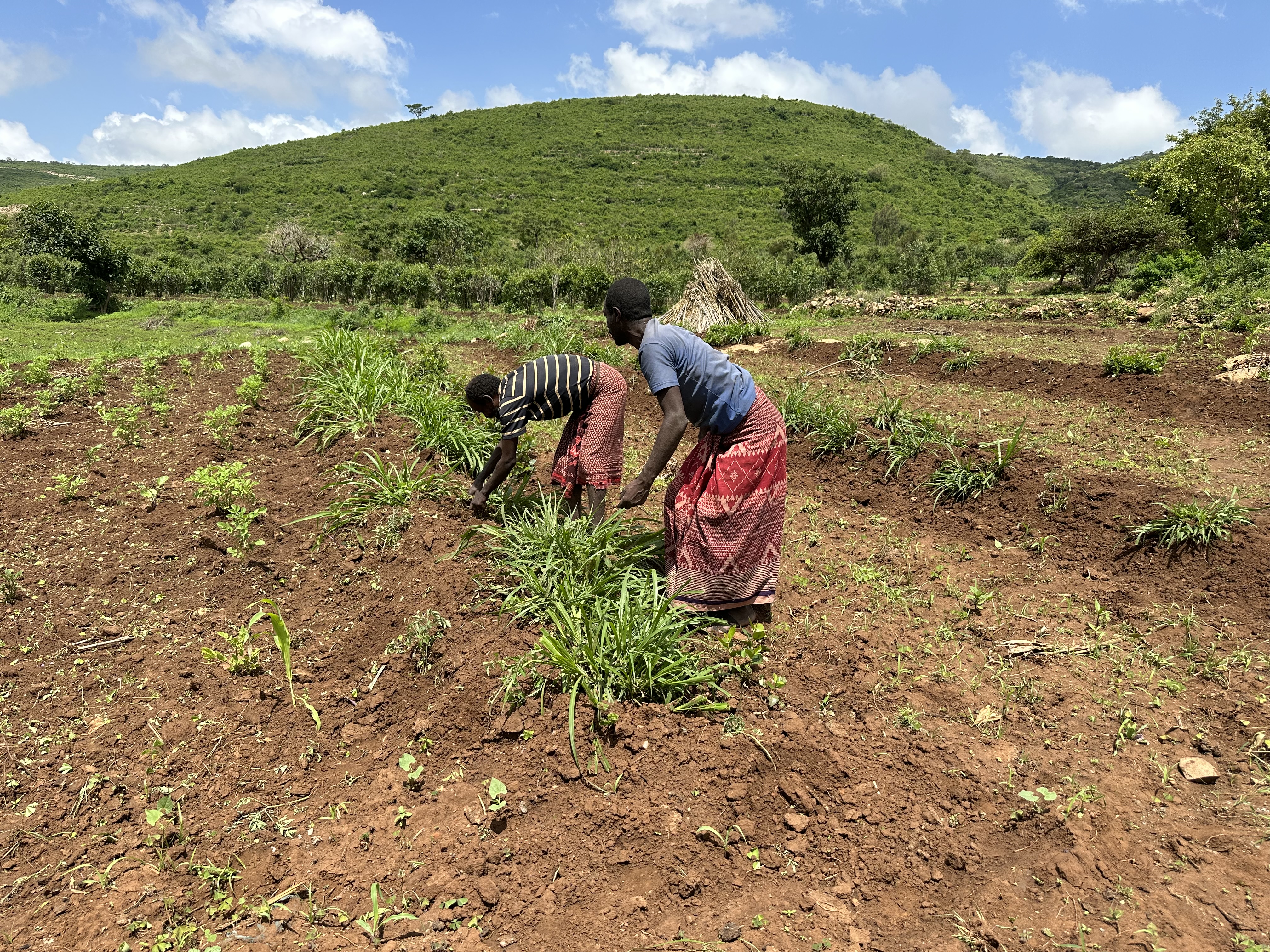 Finding climate solutions for Ethiopian farmers