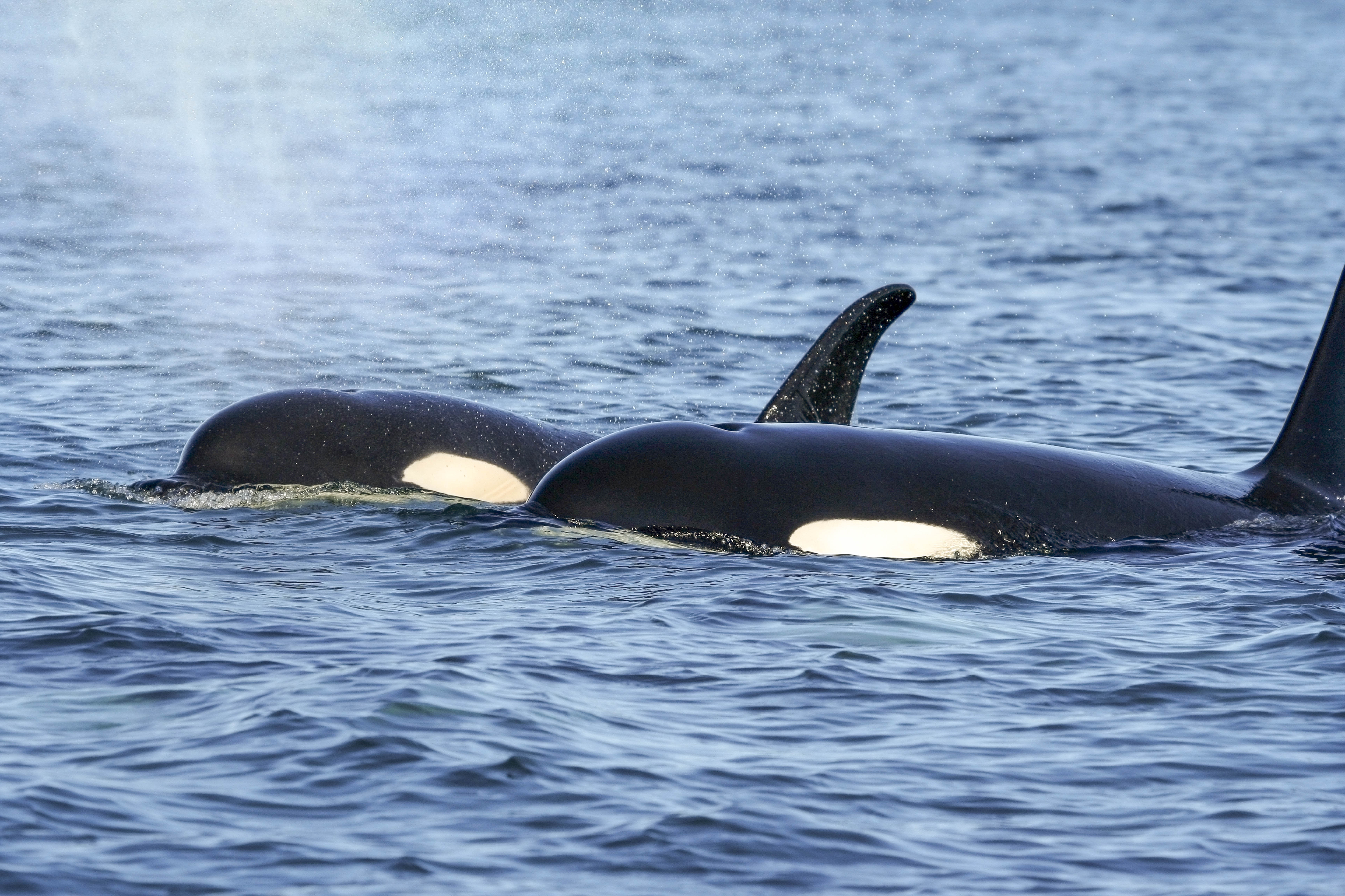 Photo from Acrobats of the ocean by United Nations Development Programme