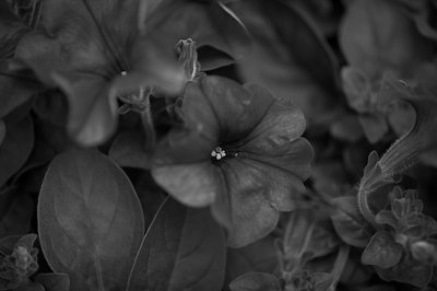 A photo in this story