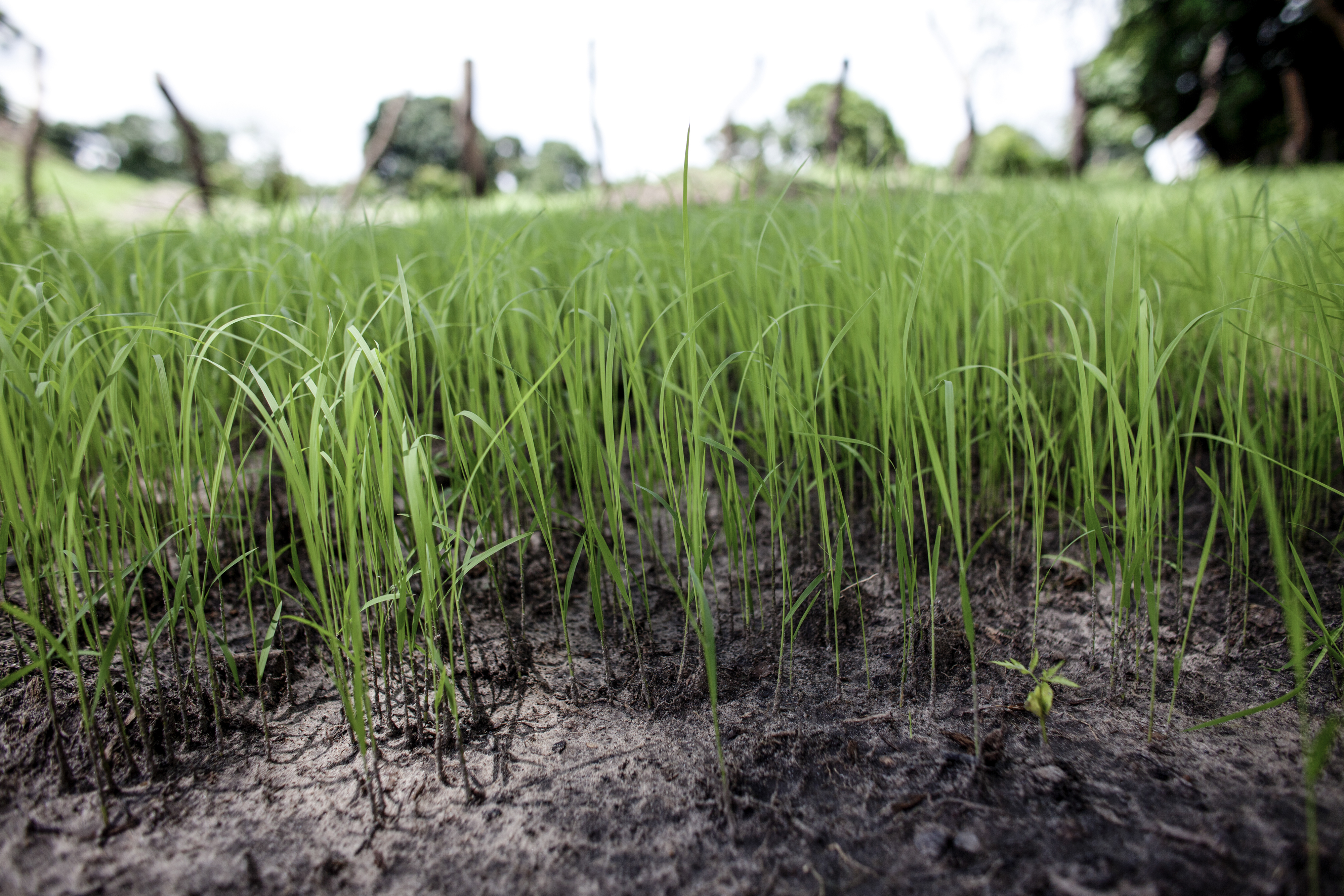 Rice grows again where salt inundation had previously damaged the land, made possible by the Juffureh Dyke. © Jane Hahn / ActionAid