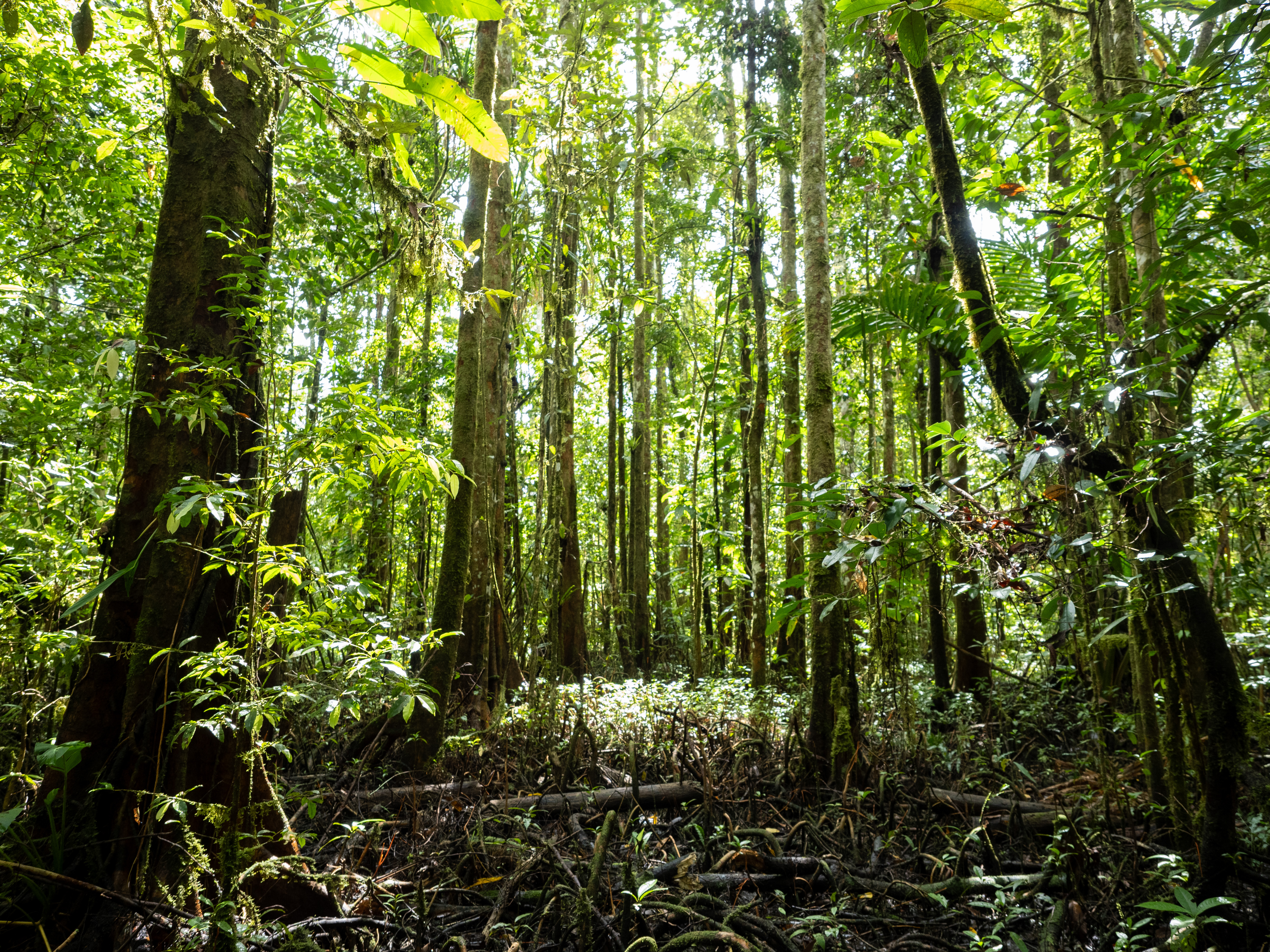 A forest restored