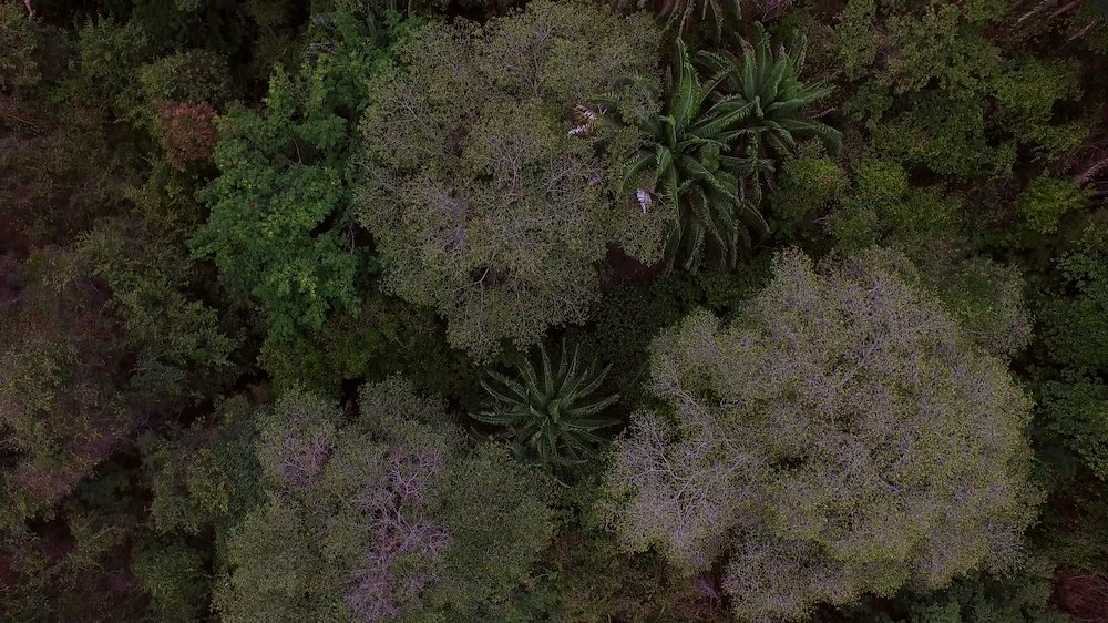 Dry forest canopy