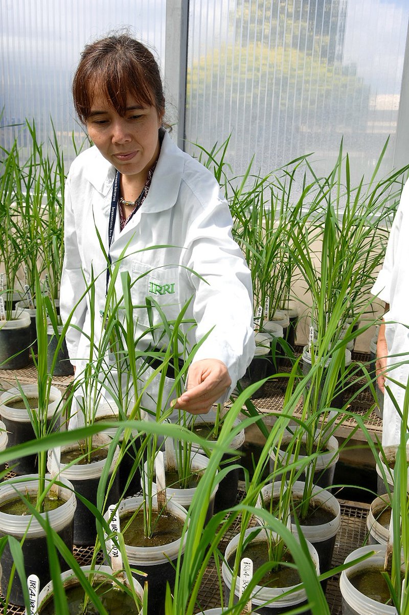 Inez Slamet-Loedin, IRRI senior scientist, is a member of the six-nation team doing this important research.