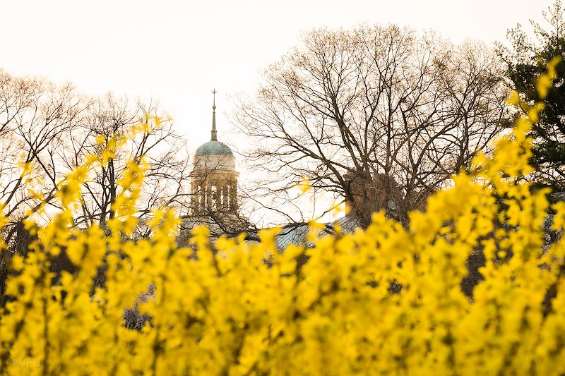 The cupola of the Z. Smith Reynolds Library is framed by forsythia blooms.