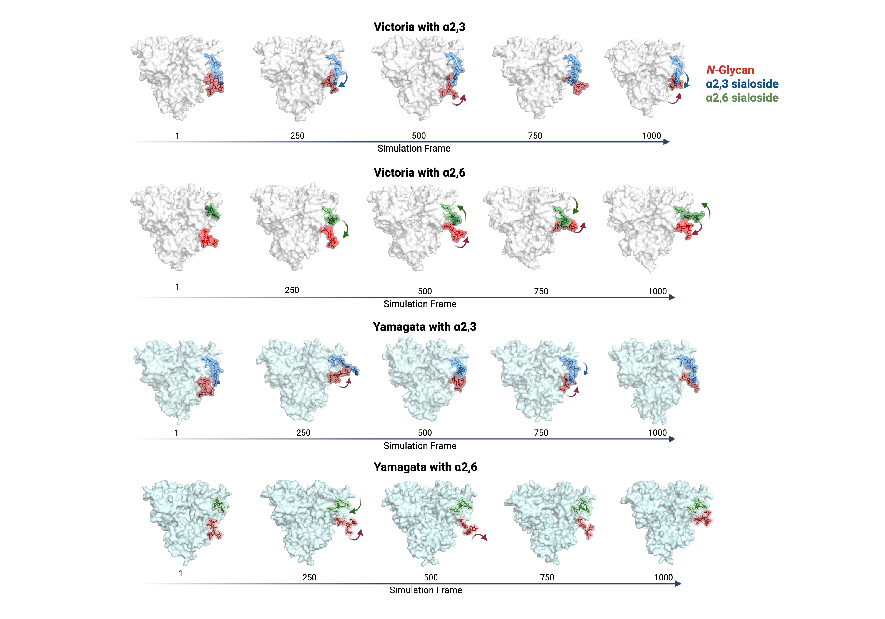 Four rows of influenza B models show molecular dynamics simulations ...