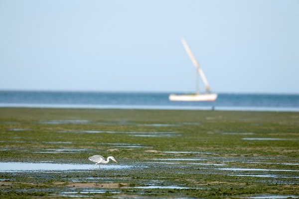 Banc d'arguin National Park, Mauritania (Photo: Karim Sall)