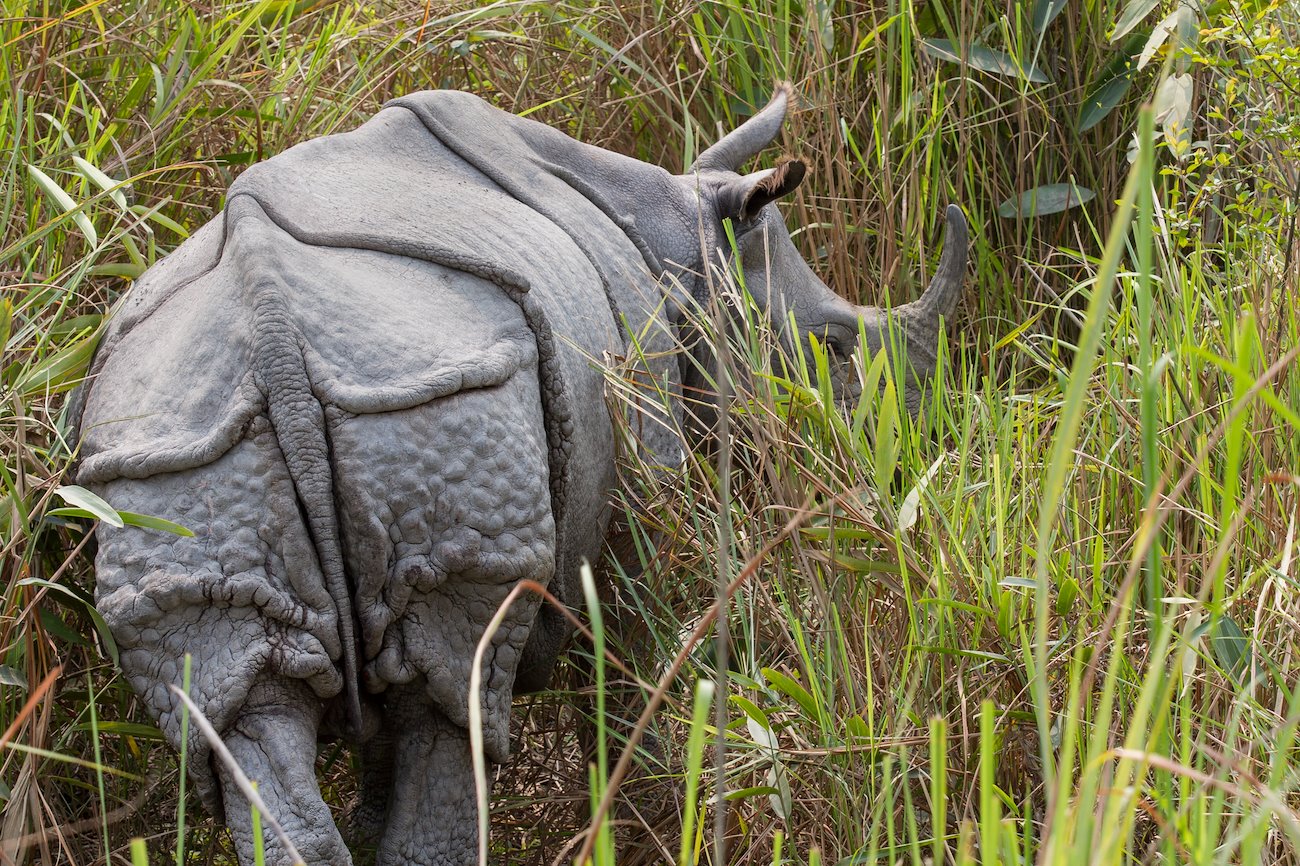 Indian rhinoceros, Kaziranga National Park, Assam, India. Photo: Gregoire Dubois