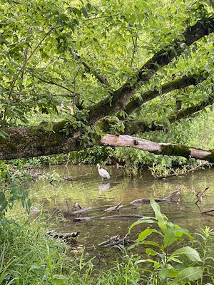 Great Blue Heron at the Beaver Lake Bird Sanctuary seen by the McCullough Fellows.