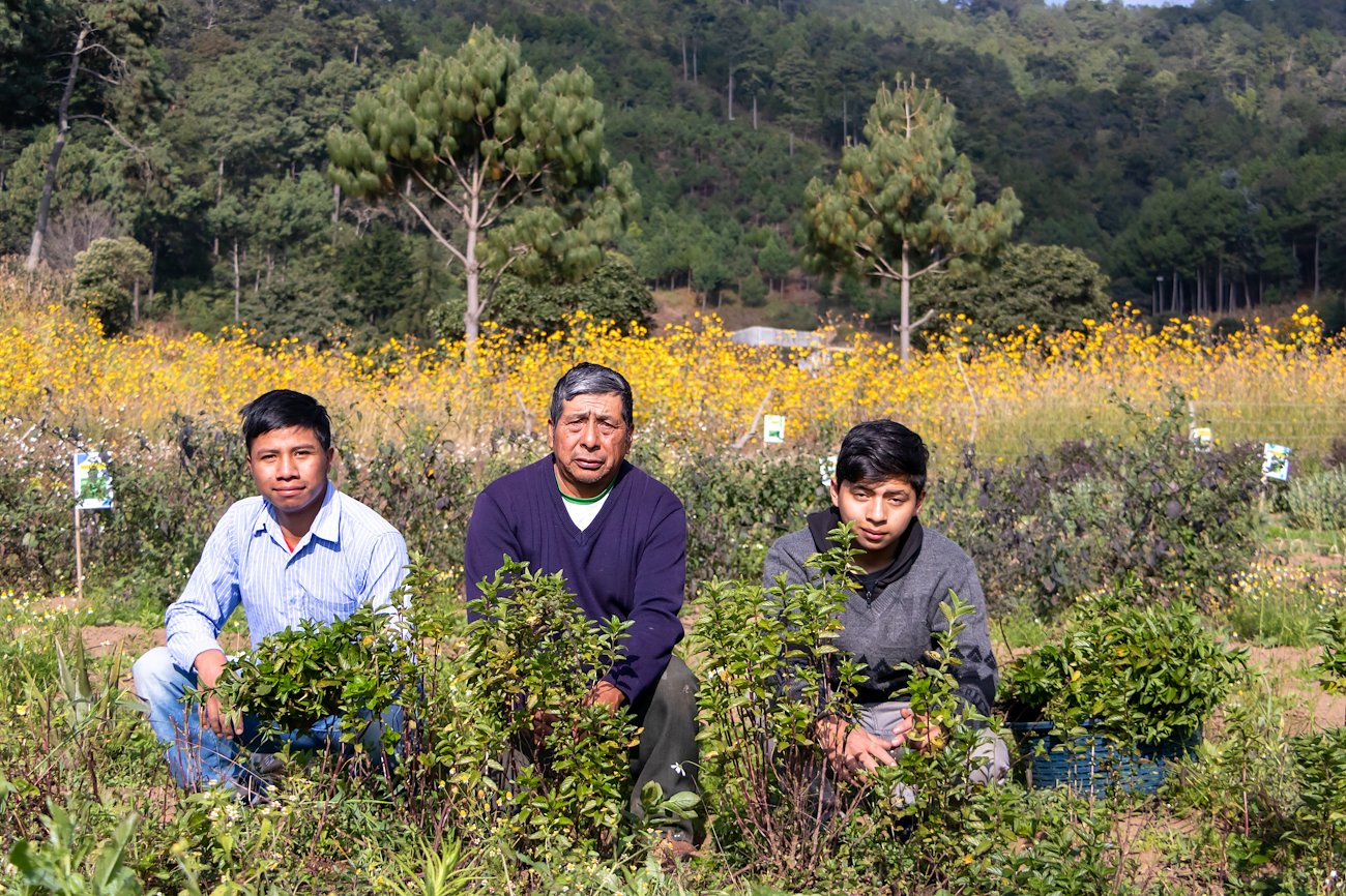 Youth and elder working in their native plant garden. Photo: Dimas Salcaxot/SGP Guatemala/UNDP Guatemala