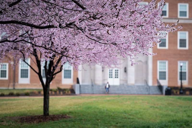 A cherry tree is in full bloom in front of Farrell Hall, the home of the Wake Forest School of Business.