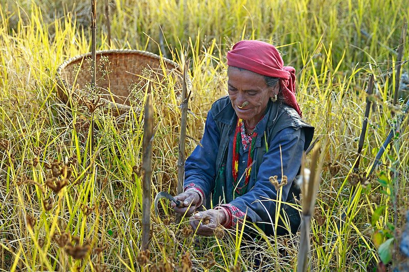 A woman in traditional dress harvests millet