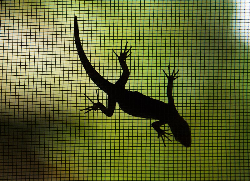 Wildlife at the Andes and Amazon Field School.