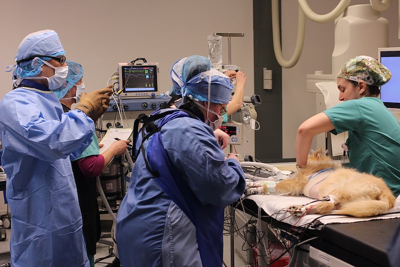 Cardiologist Dr. Romain Pariaut, left holding hands up, leads the team in Cornell's flouroscopy operating room.
