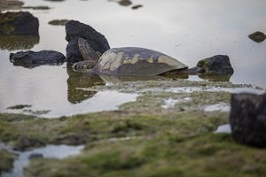 A photo in this story
