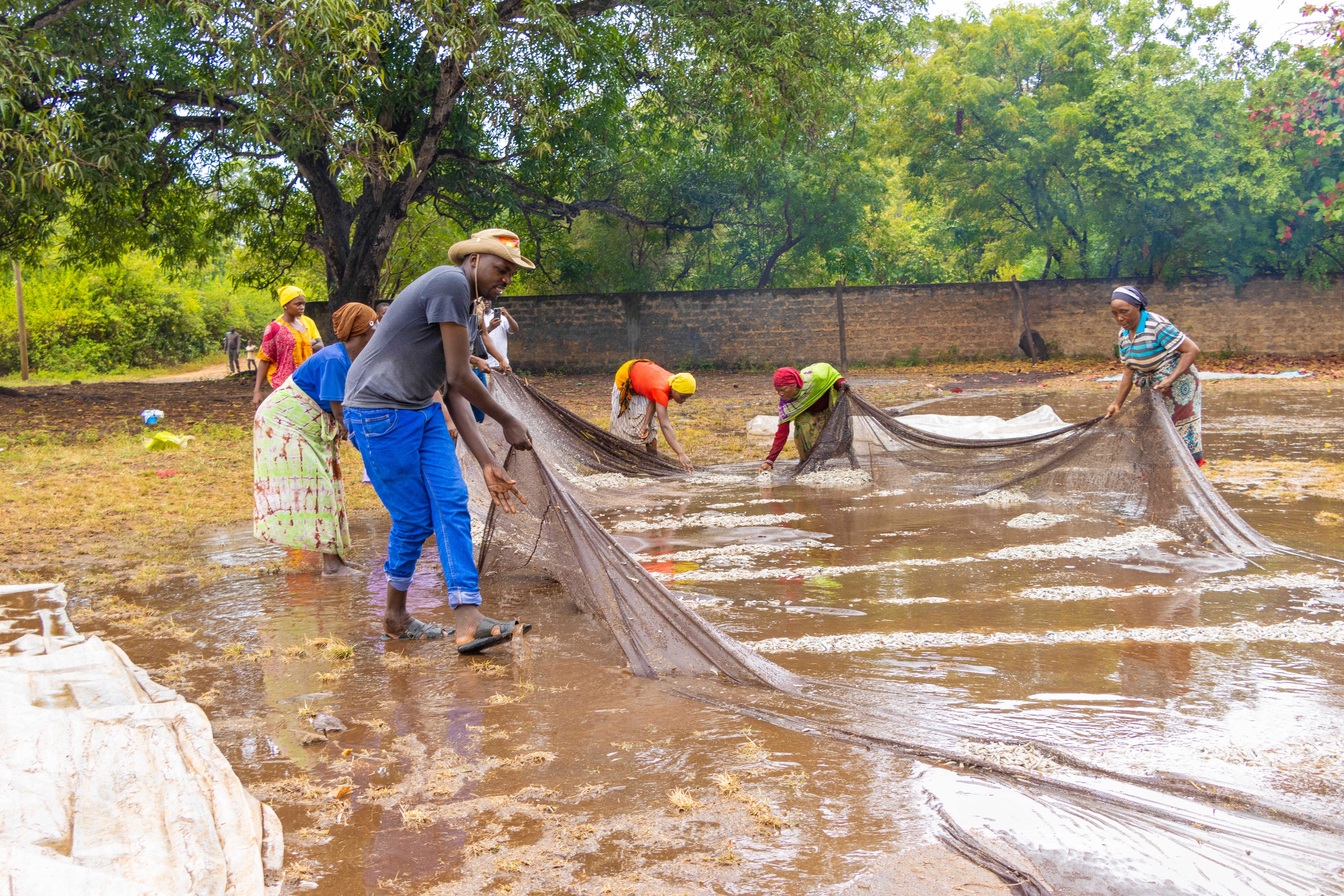 The Changing Face of Dagaa Processing in Kibuyuni, Kenya