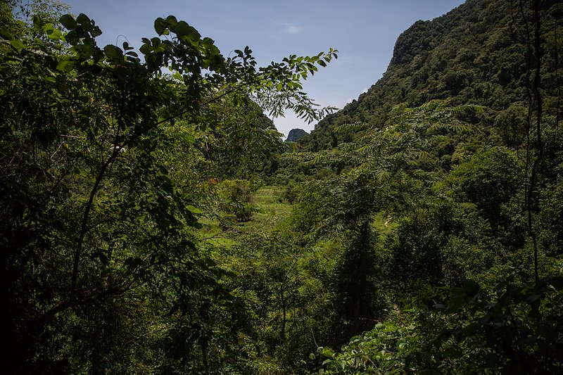 A look at the dense jungle in the national park.