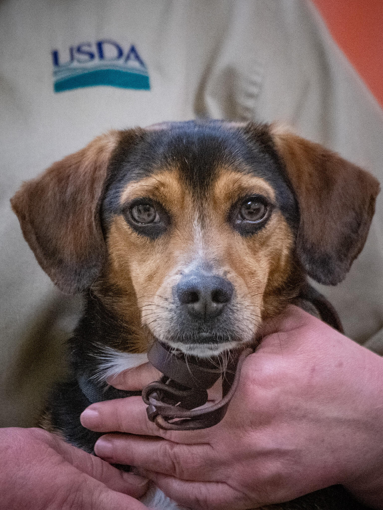 Bud E: beagle, Detector Dog Trainee.