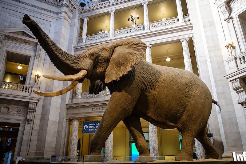 The Rotunda Elephant in the Smithsonian National Museum of Natural History