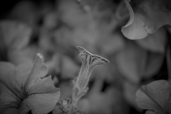 A photo in this story