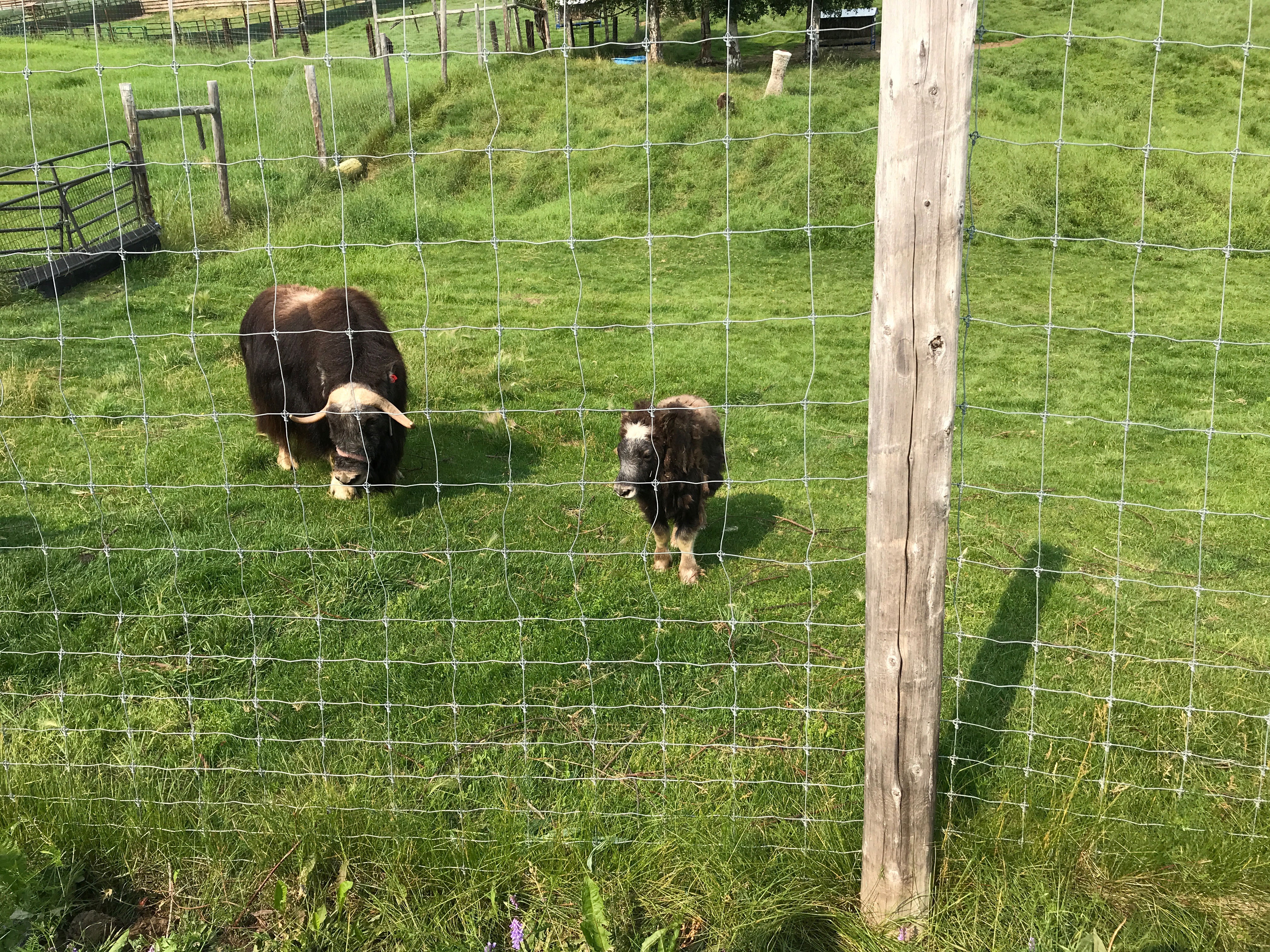 A photo in this story