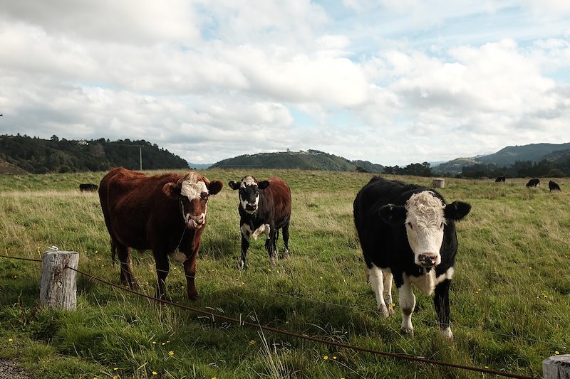 Grass-fed is the only fed in New Zealand.