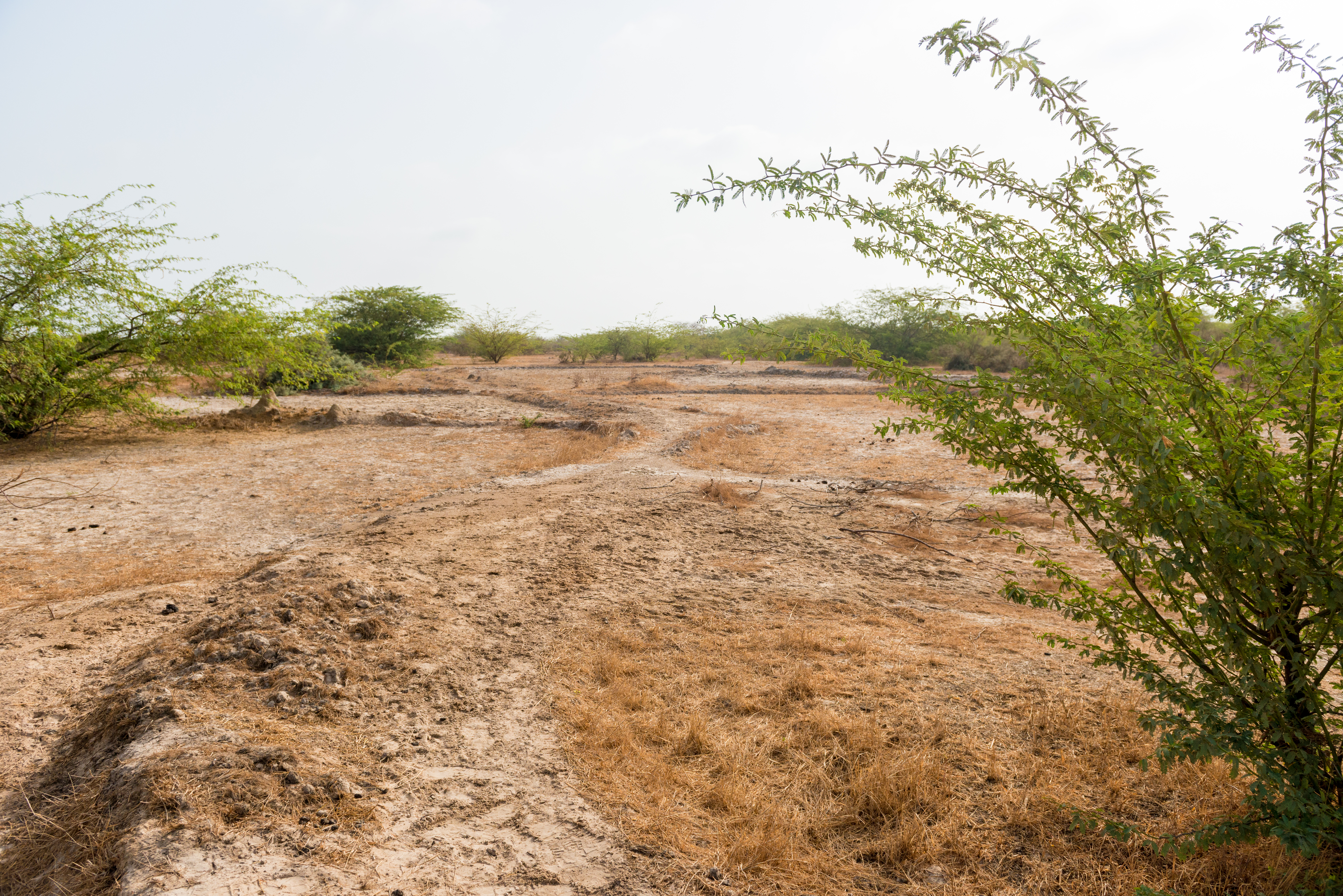 rising sea-levels and salinisation of the land has destroyed livelihoods and brought harsh social impacts. © Clément Tardif / ActionAid
