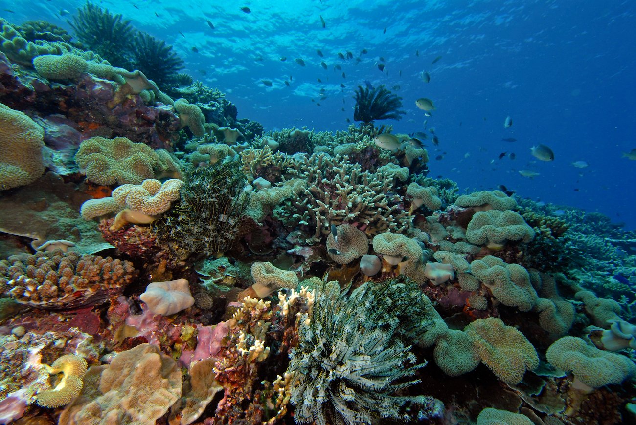 Korallrev i Ha'apai, Tonga. Glenn Edney, 2015.