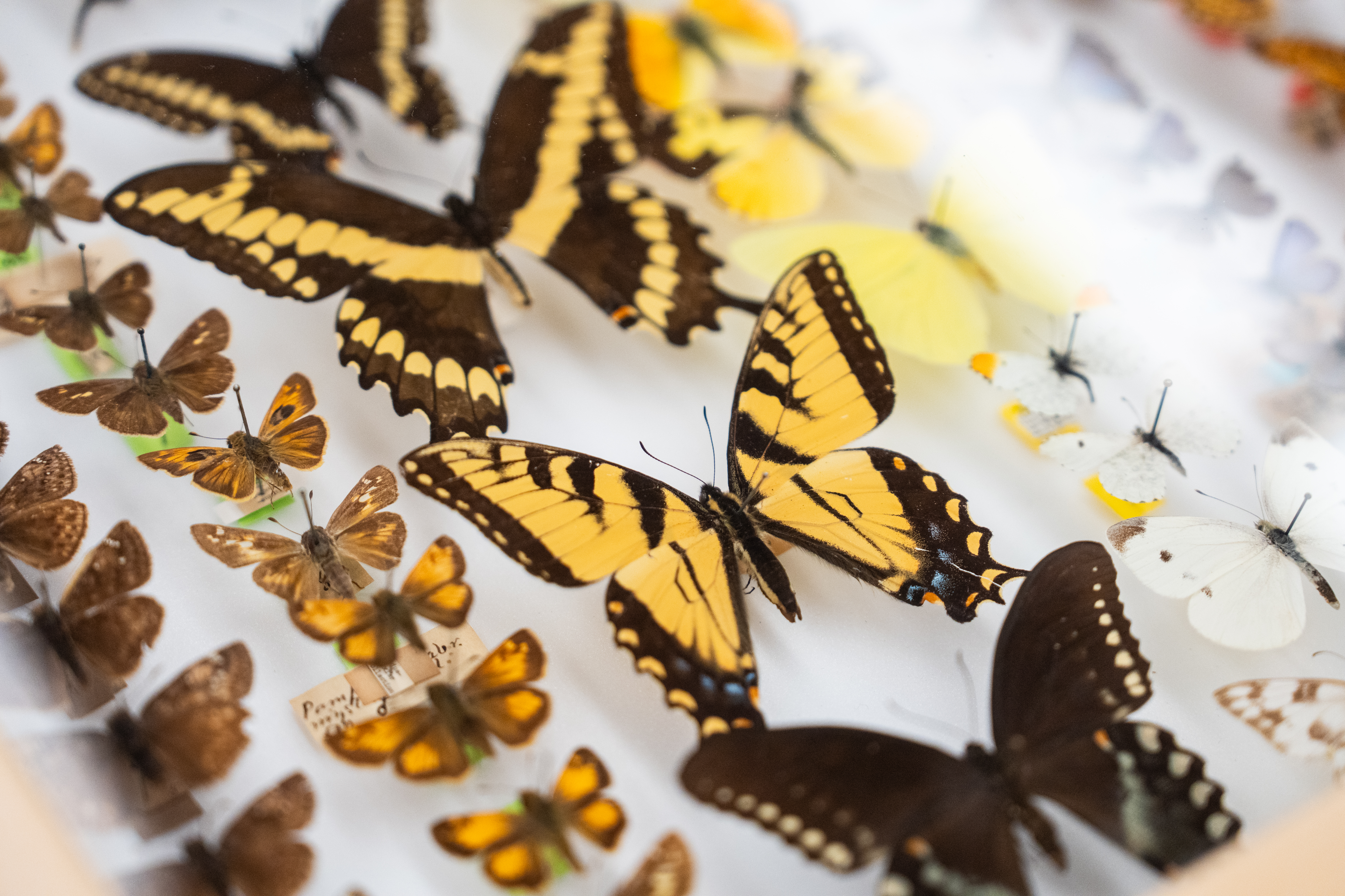 Close-up of pinned butterflies on display.