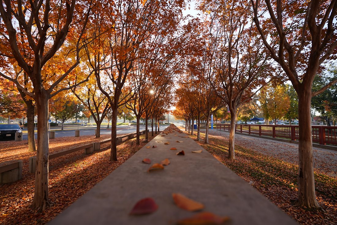 Fall colors outside the Kremen Education Building.