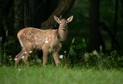 An elk calf in the Great Smoky Mountains National Park. Photo courtesy of Phoebe Carnes.