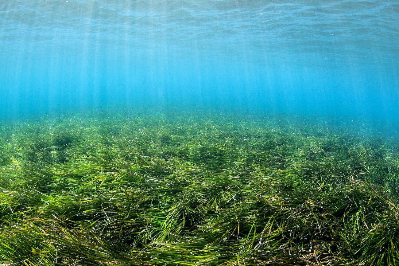 The Green and the Blue. Credit: Dimitris Poursanidis