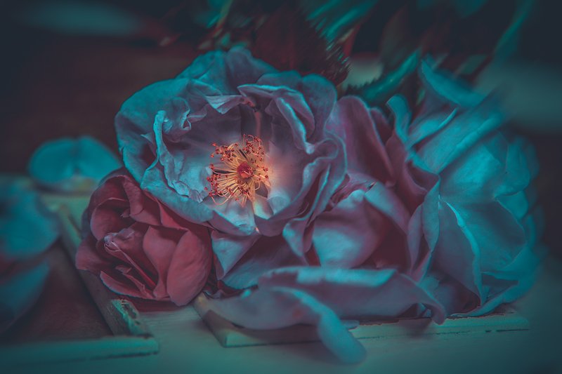 Blue Rose Series by Cristina Schek (77).jpg