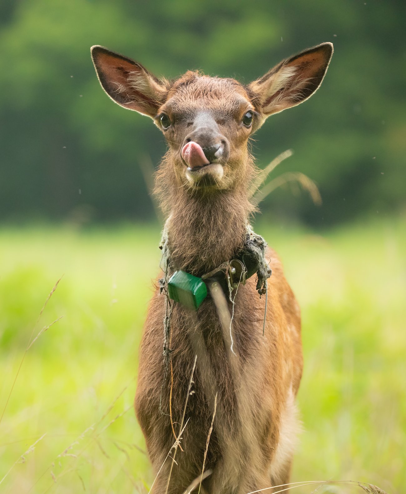 An elk calf wearing its radio collar. Photo courtesy of Phoebe Carnes.