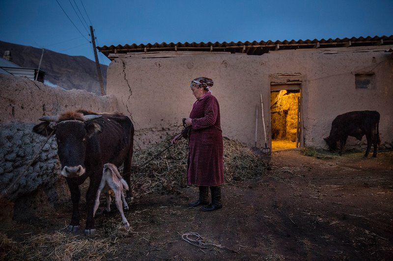 Zhumagul Tolukbaeva milks her family's cow.