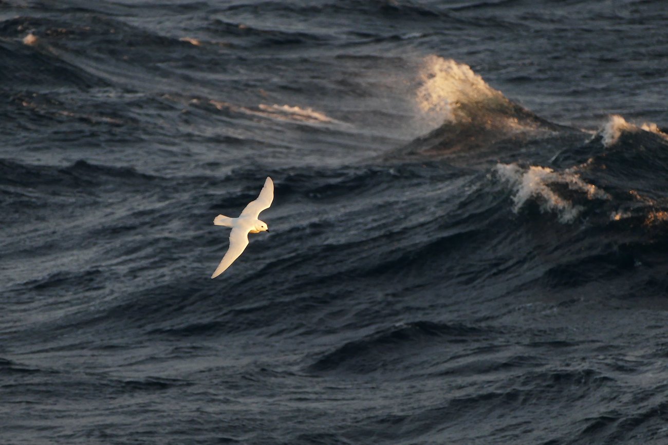 Snow Petrel (Pagodroma nivea), North of Antarctic Peninsula