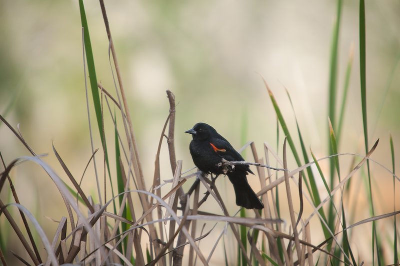 blackbird-1276.jpg