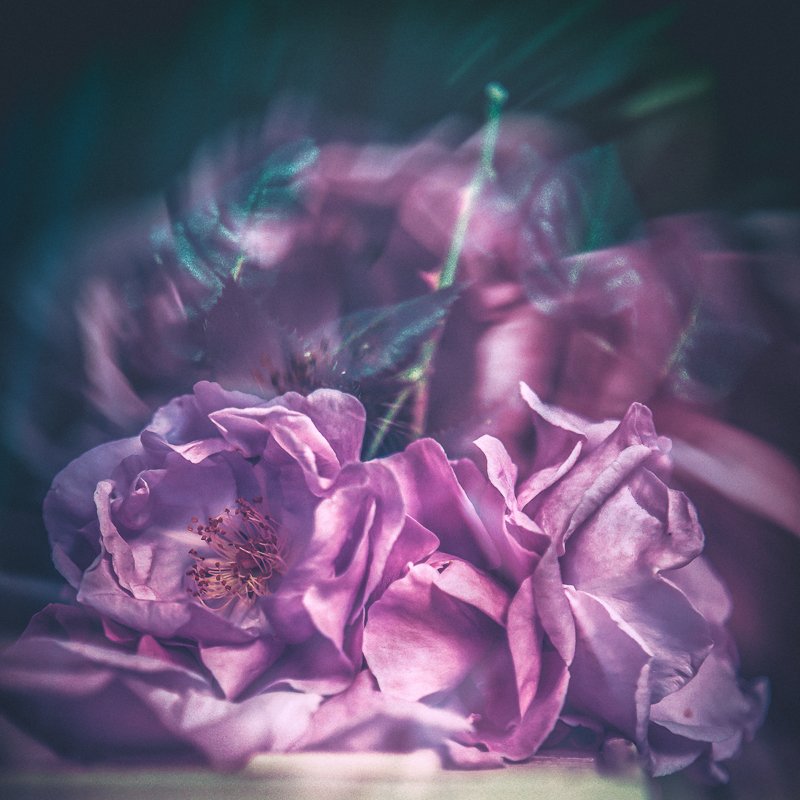 Blue Rose Series by Cristina Schek (4i).jpg