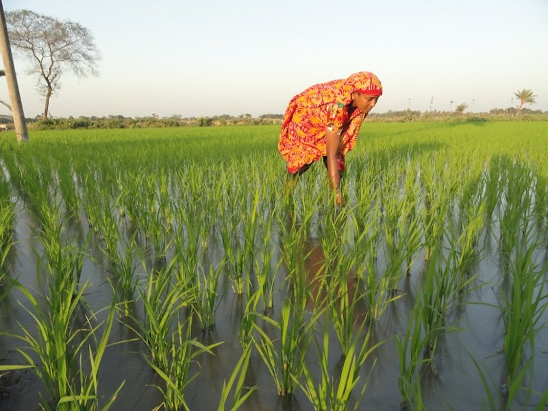Ms.-Begum-in-her-BINA-dhan7-rice-field.jpg