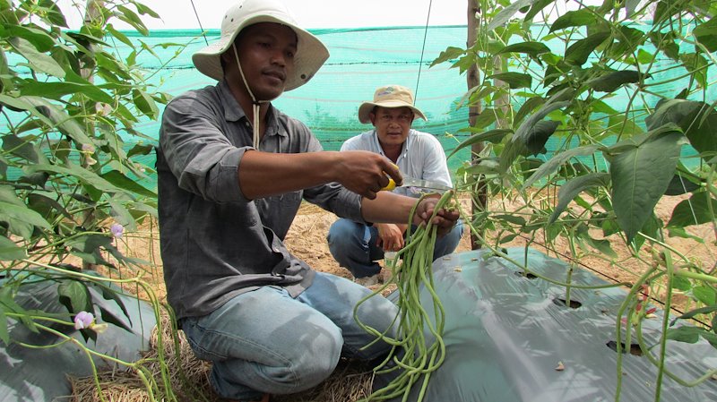 Trainers demonstrating yard long bean harvesting technique. Photo: World Vegetable Center