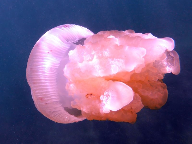 Can you spot the crab taking a ride on this jellyfish?