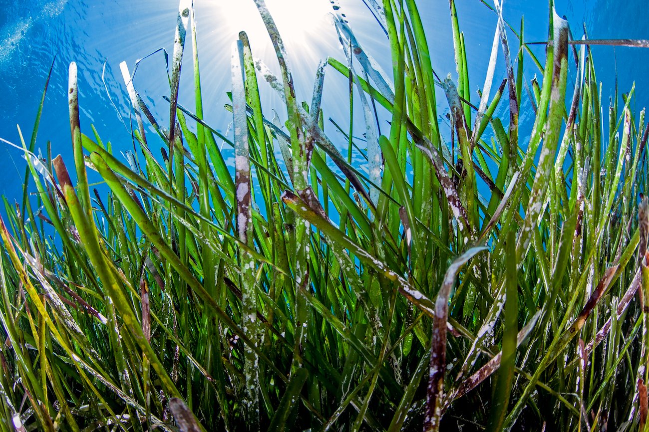 Seagrass view. Credit: Dimitris Poursanidis